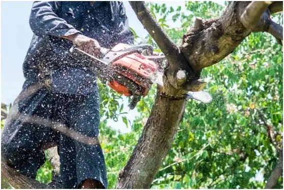 tree services Woxall